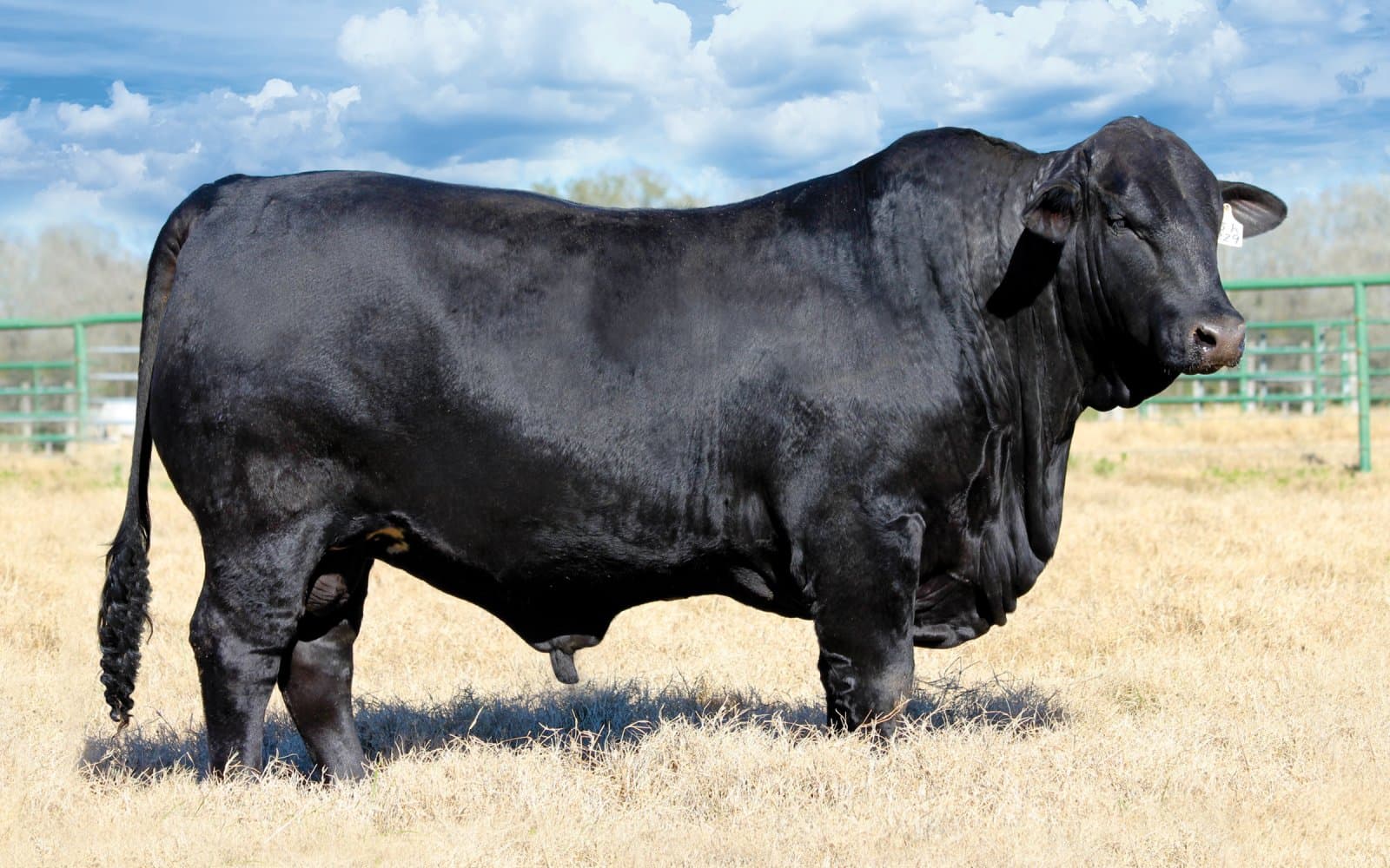 Animal